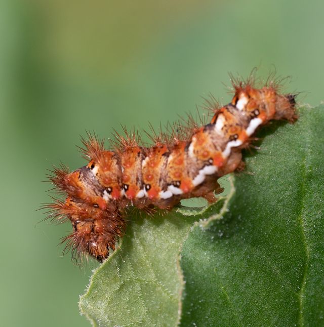 Bruco arancione da id per favore: Acronicta rumicis - Noctuidae